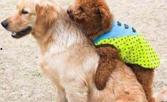 泰迪日女主播,直播界的魅力女神